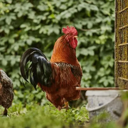 Auszeit Am Haff Ferienhaeuser Semesterbostad